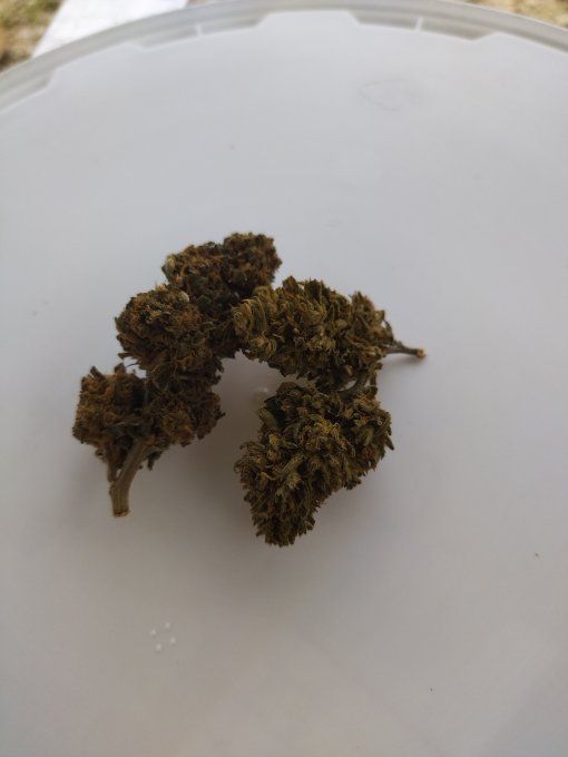 WATERMELON ≈ 7 % CBD                 